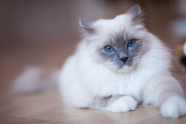 Entzuckende Sibirische Flaumige Katze Mit Blauen Augen Zuhause Premium Foto