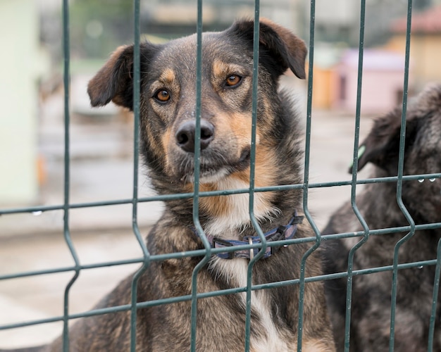 Entzückender hund, der hinter zaun im schutz neugierig ist Kostenlose