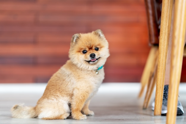 Entzückender pomeranian hund, der kamera betrachtend lächelt PremiumFoto