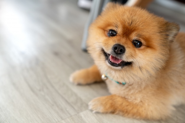 Entzückender pomeranian hund, der kamera betrachtend lächelt PremiumFoto