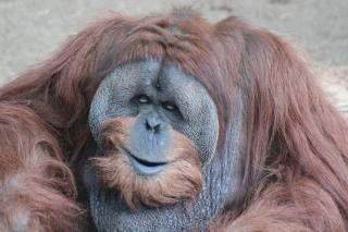 Erwachsenen männlichen orang-utan | Kostenlose Foto