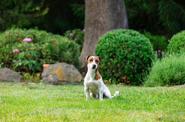 Erwachsener männlicher jackrussellterrierhund, der im frühjahr auf