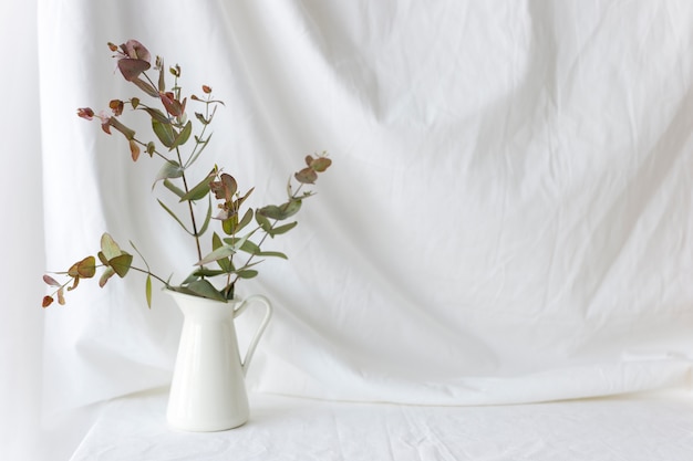 Eukalyptus populus niederlassung im weißen keramischen vase über ...