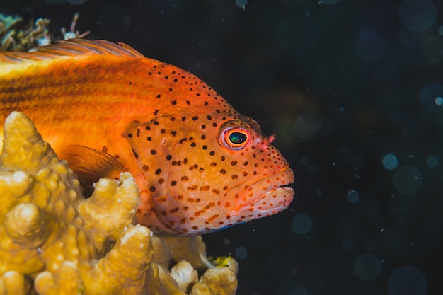 Exotische Fische Schwimmen Im Susswasser Kostenlose Foto