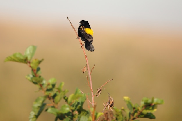 Exotischer Schwarzer Vogel Der Auf Einem Kleinen Zweig Sitzt Kostenlose Foto