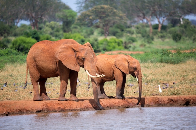 Familie Von Elefanten Die Wasser Vom Wasserloch Trinken Premium Foto