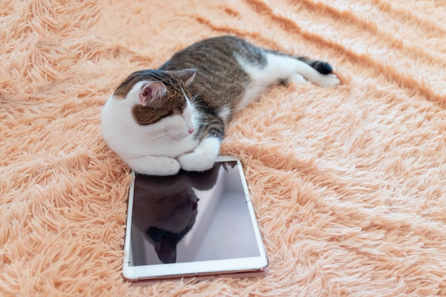 Faule tabbykatze liegt nahe bei einer tablette auf der couch. winter- oder herbstwochenendenkonzept, draufsicht. Premium Fotos