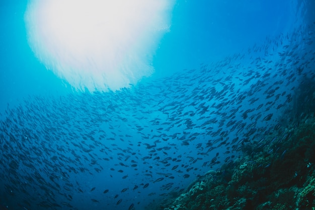 Fisch Im Ozean Snapper Fischschwarm Schwarm Von Fischen Im Meer Premium Foto