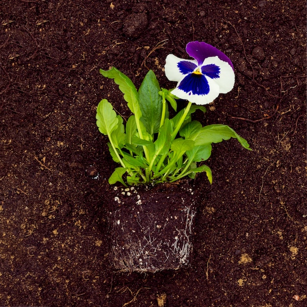 Flach legen sie die blume auf den boden | Kostenlose Foto