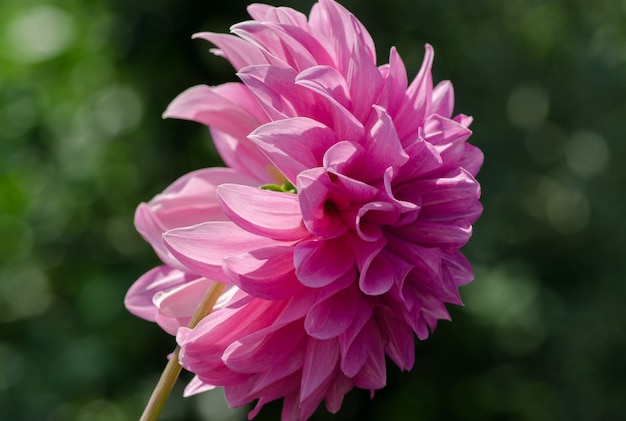 Flaumiges schönes blume dahlienrosa wächst im garten Premium Fotos
