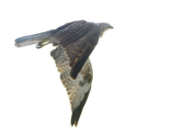 Fliegender Adler Kostenlose Foto