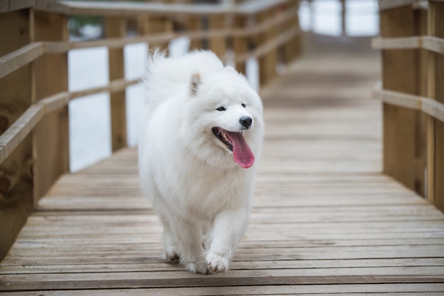 Fluffy samoyed weißer hund läuft auf schneewegstraße balta kapa in