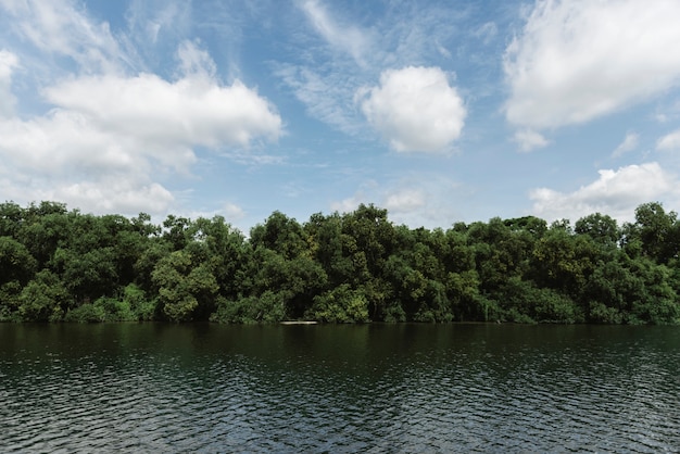 Fluss Und Regenwald Kostenlose Foto