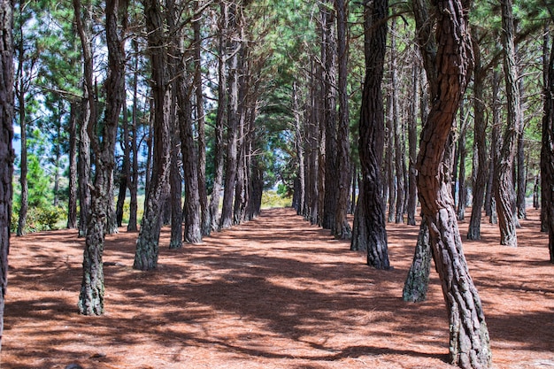 Fondo de pinos alineados Premium Fotos