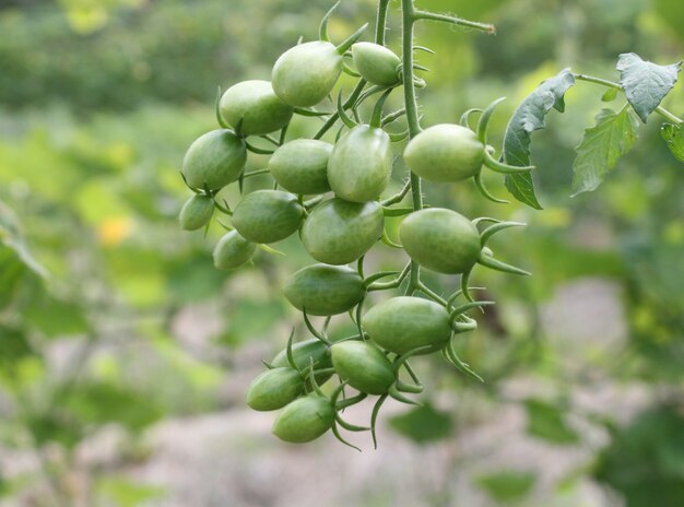 Frische grüne tomaten auf baum im gemüsegarten PremiumFoto