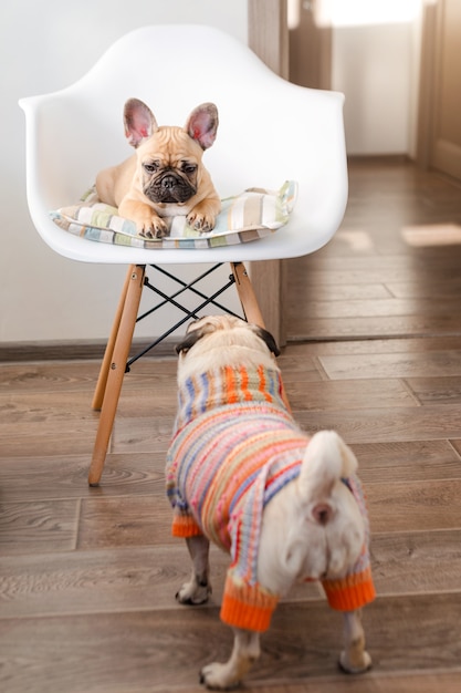 Frohliche Haustiere Franzosische Bulldogge Und Mops Hund Gekleidet In Gestrickten Pullover Zu Hause Warten Auf Ihren Besitzer Lustige Hunde Bereit Zum Ausgehen Hundekleidung Mode Premium Foto