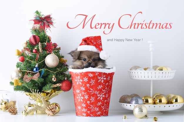 Frohes neues jahr, weihnachten, hund in santa claus hut, feier bälle