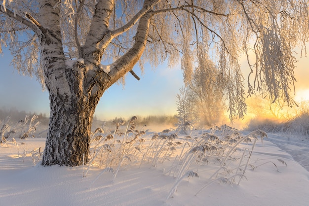 Frostige morgendämmerung Premium Fotos