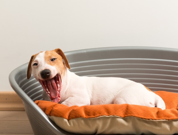 Gähnen. jack russell terrier liegen auf hund bett Kostenlose Foto