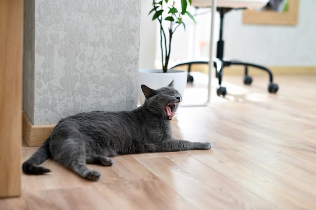 Gahnende Katze Die Zahne Und Zunge Zeigt Russische Blaue Katze Die Zu Hause Unter Dem Tisch Liegt Premium Foto