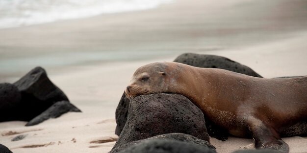 Galapagos-seelöwe (zalophus-californianus wolllebacki) mit vulkanischen felsen, playa ochoa, san cristobal-insel, galapagos-inseln, ecuador Premium Fotos
