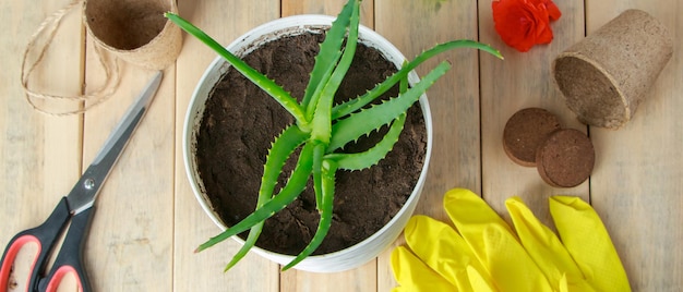 Gartenarbeit zu hause. aloe vera in einem topf und