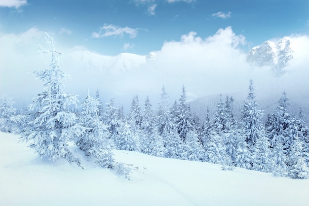 Geheimnisvolle Winterlandschaft Majestatische Berge Im Winter Kostenlose Foto