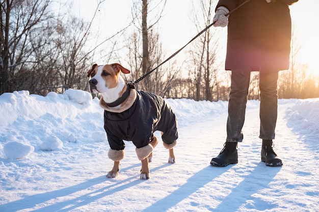 Gehen mit einem hund im mantel am kalten wintertag. person mit einem