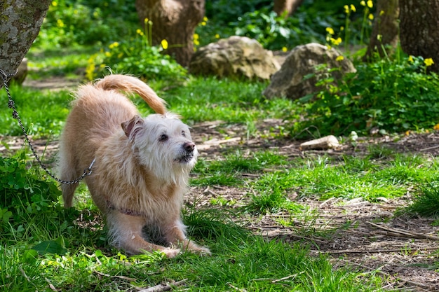 Gehorsamer beige hund wartet eifrig auf seinen besitzer in der