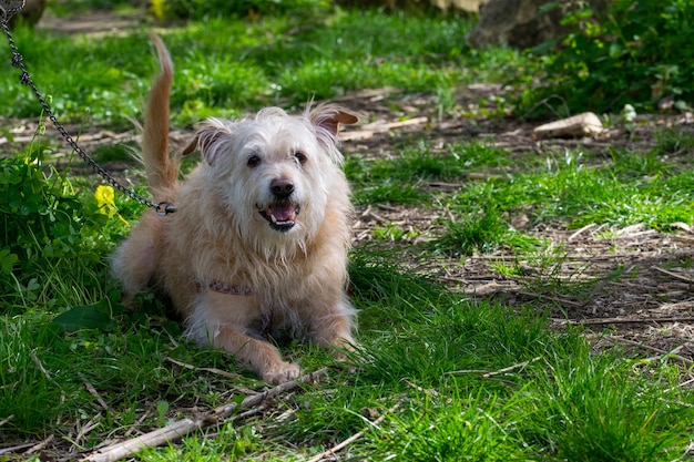 Gehorsamer beige hund wartet eifrig auf seinen besitzer in der