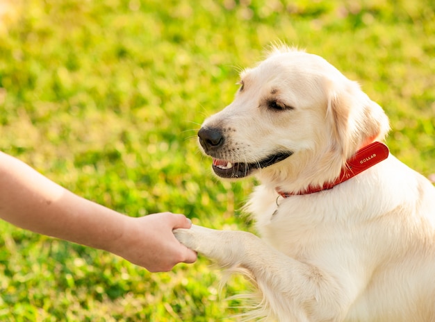 Gehorsamer golden retrieverhund mit seinem besitzer, der das