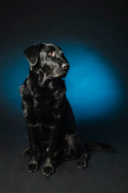 Gehorsamer schwarzer hund Kostenlose Foto