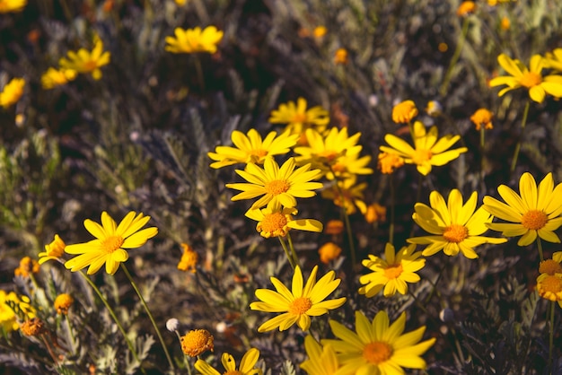Gelbe blüten closeup (euryops pectinatus) Kostenlose Foto
