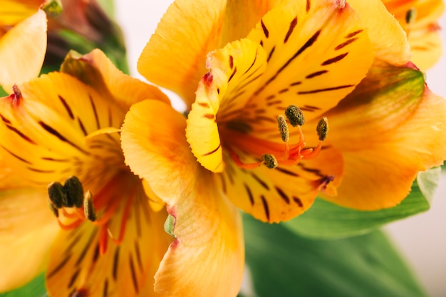 Gelbe lilie in voller blüte Kostenlose Foto