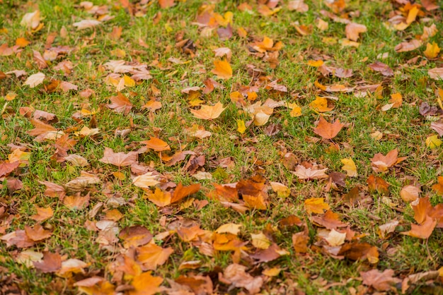 Gelbe Orange Und Rote Blatter Im Herbst Im Schonen Herbst Park Gefallene Herbstblatter Kostenlose Foto