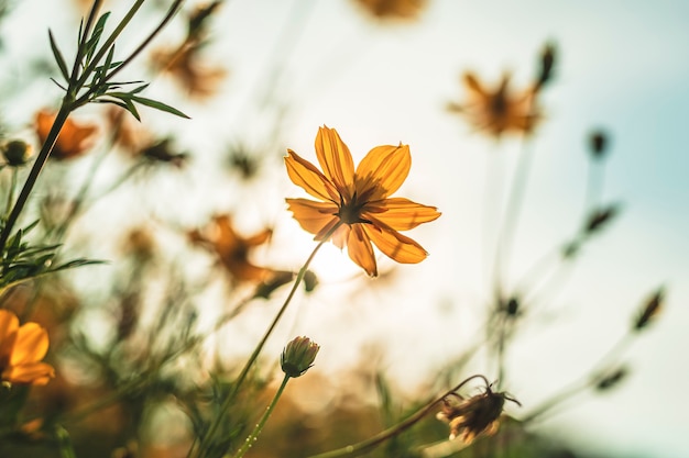 Gelber Schwefel Kosmos Bluht Im Garten Der Natur Mit Blauem Himmel