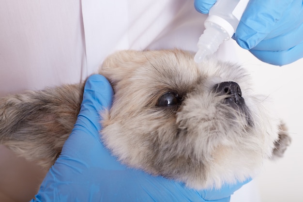 Gesichtsloser tierarzt tropft augentropfen für pekingese hund