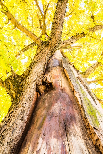 Ginkgo Baum In Japan Kostenlose Foto