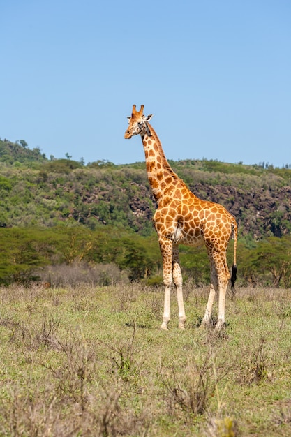 Kostenlos Foto Giraffe In Naturlicher Umgebung