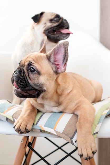 Gluckliche Haustiere Mops Hund Und Franzosische Bulldogge Sitzen Auf Einem Stuhl Der Verschiedene Seiten Betrachtet Hunde Warten In Der Kuche Auf Futter Premium Foto