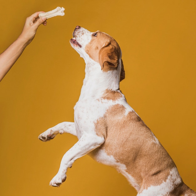 Glucklicher Hund Der Springt Um Knochen Zu Erreichen Kostenlose Foto