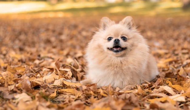 Glücklicher hund im gelb verlässt im herbst im park. PremiumFoto