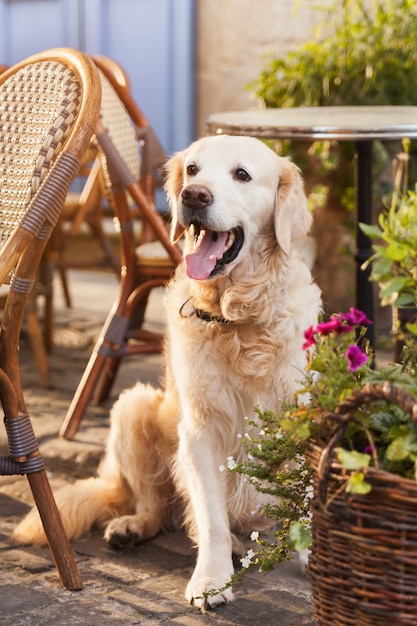 Glücklicher lächelnder golden retrieverhund im café im