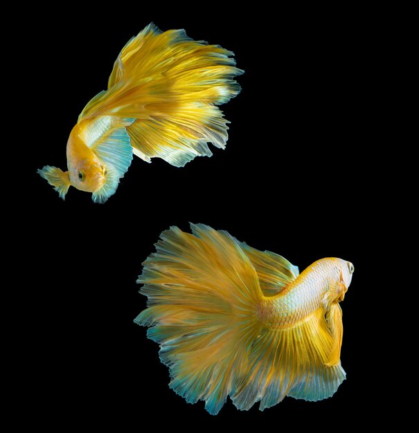 Goldener Halbmond Betta Fisch Auf Schwarz Thailand Kampffisch In Goldfarbe Auf Isoliertem Schwarzem Hintergrund Premium Foto