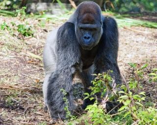 Gorilla Macht Kostenlose Foto