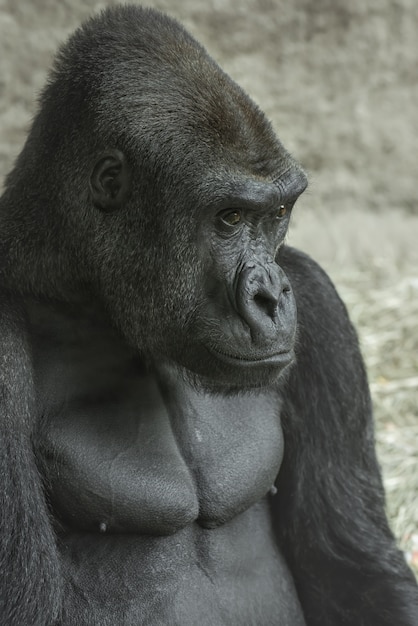 Gorilla Schaut In Die Ferne Kostenlose Foto