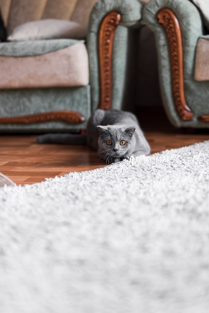 Graue Britisch Kurzhaar Katze Die Auf Bretterboden Liegt