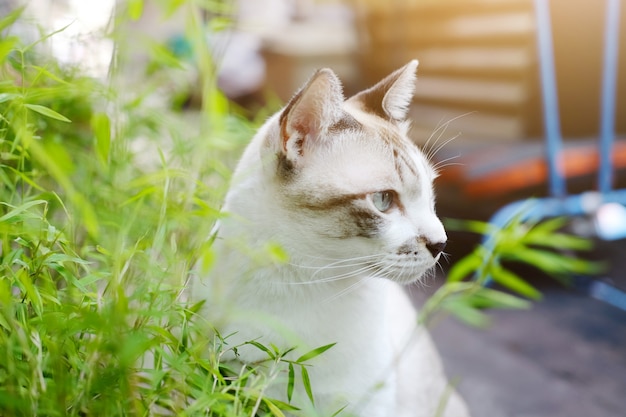 Graue katze entspannen sich und essen graskraut im garten ...