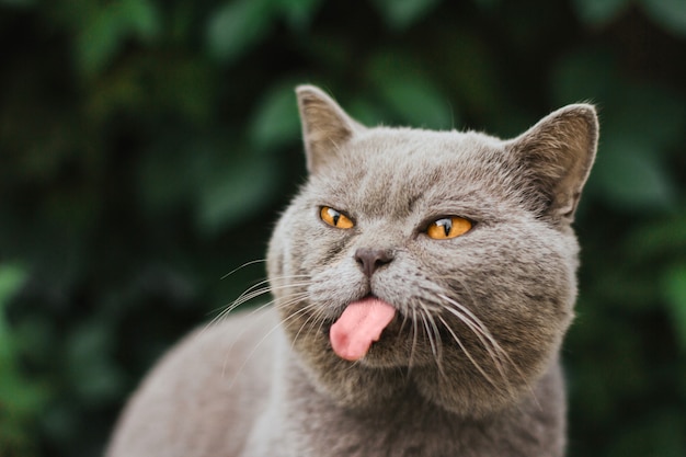 Graue Schottische Katze Zeigt Eine Lange Zunge Premium Foto