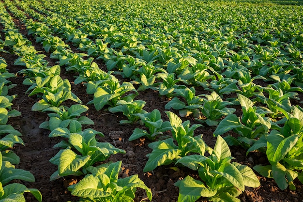 Große blattfrüchte des tabaks, die auf dem tabakplantagengebiet wachsen
